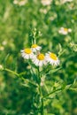 Spider sitting on a camomile. Nature in summer wild flowers in meadow. ÃÂlowers ÃÂhamomile ordinary closeup. background